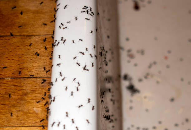 Best Ant Control Services  in Cortland West, NY