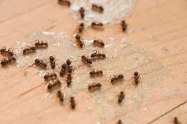 Spider Control Near Me in Cortland West, NY